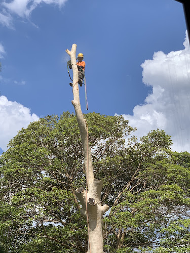AAA AARDVARK TREE LOPPING AND GARDENING in Carlingford