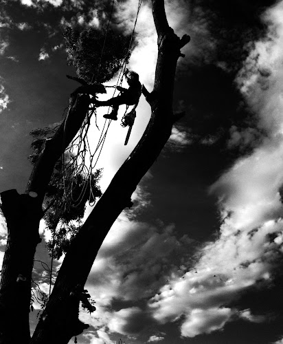 AAll About Trees in Melbourne