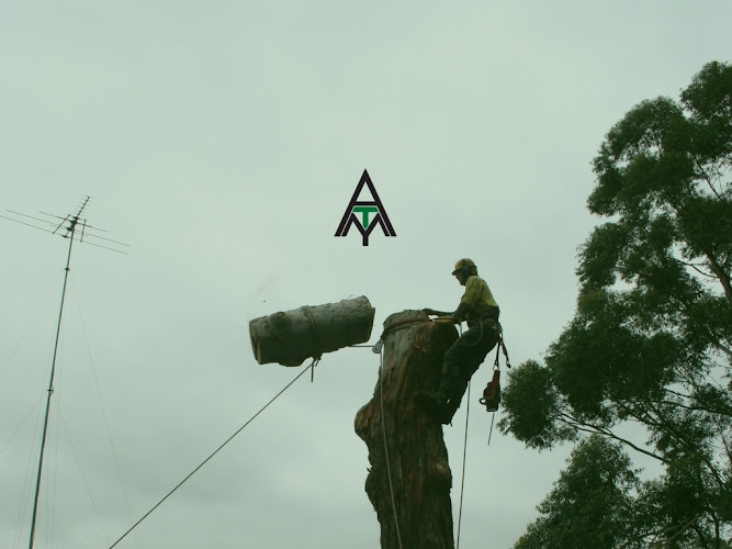 Accomplished Tree Management in Port Macquarie