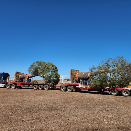 Ace of Spades Tree Relocators in Withcott