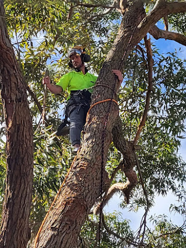 Acro Arbor in Sydney