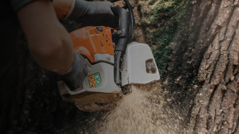 Affordable Dan's Tree Services in Parramatta