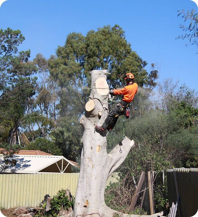 All Trees Holding Yard in Wanneroo