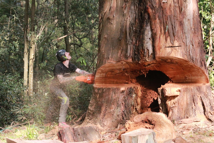 APS Tree Contracting in Melbourne