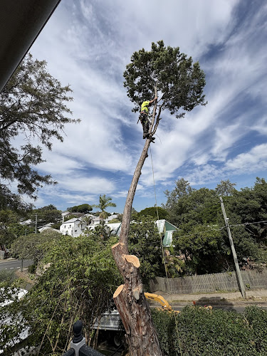 Arbisan Tailored Tree Services in Ipswich