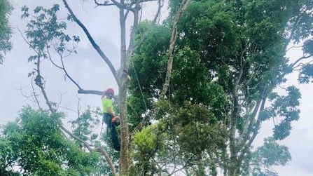 Arborcare SEQ Pty Ltd in Deception Bay