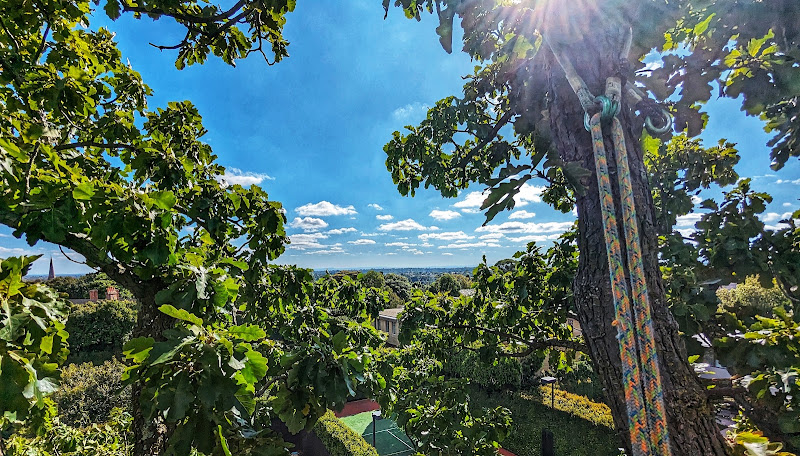 Arboricultural Solutions - Consultancy & Tree Care in Vermont