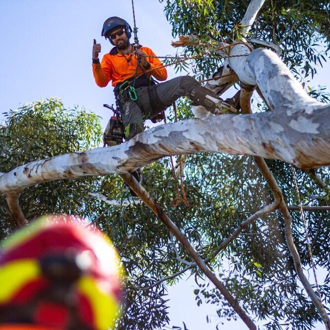 Arbortec Tree Service in Dubbo