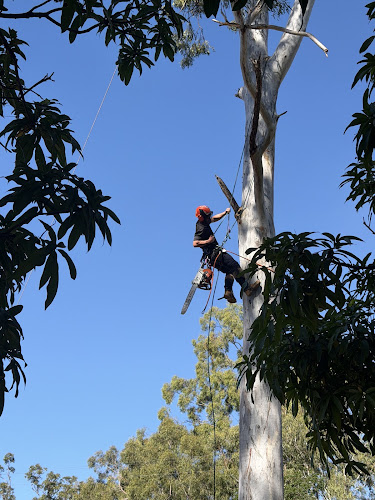 Archers Tree Services in Gladstone