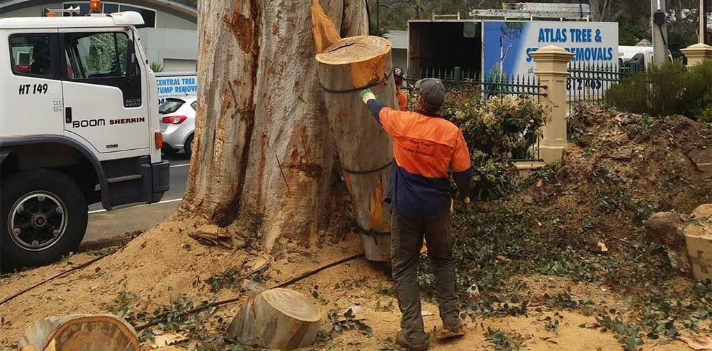 Atlas Tree Service & Stump Removal in Unley
