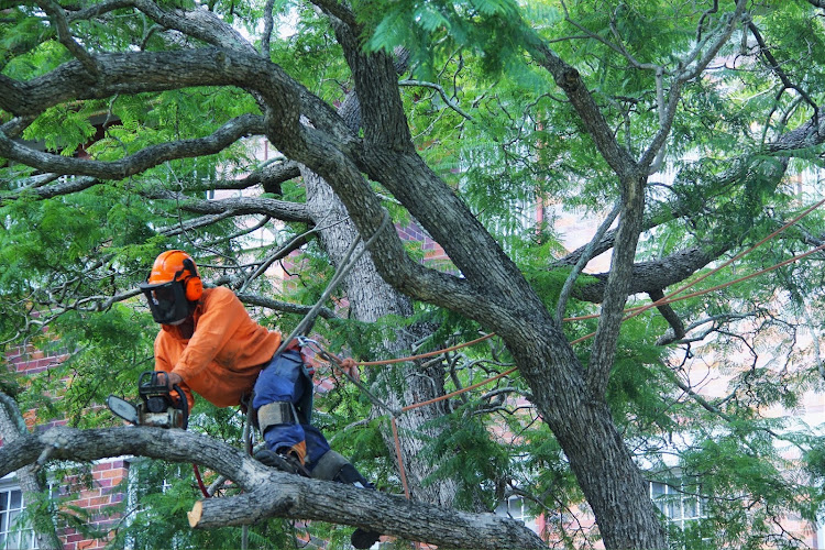 Australian Tree Services in Ipswich