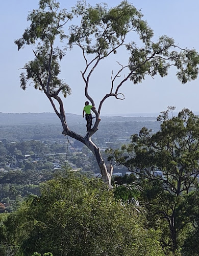 Banksia tree and palm service in Buderim