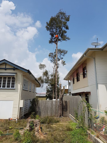Barlows Tree Services in Rockhampton