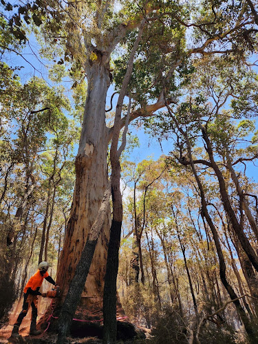 Barretts Tree Services in Albany