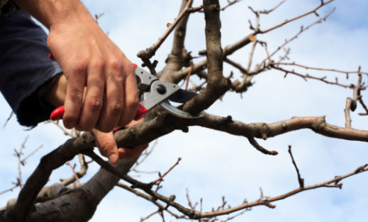 Best Price Tree Services & Maintenance in Hornsby
