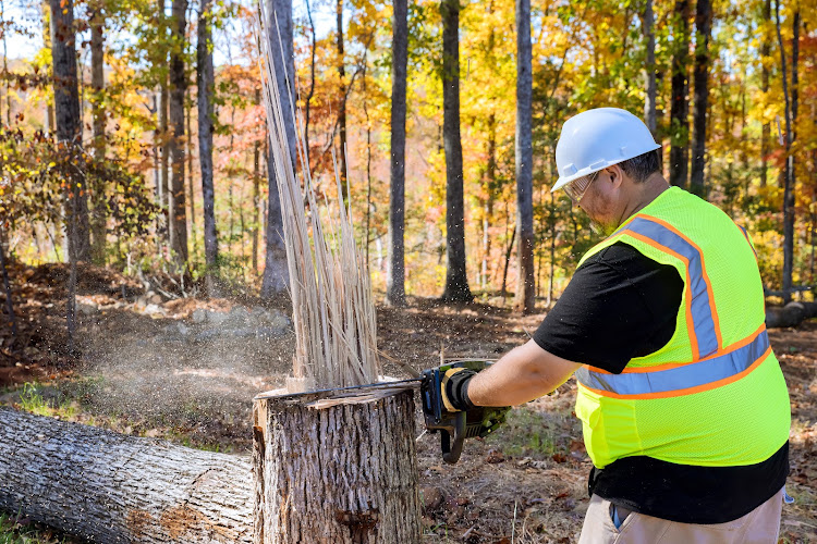 Blacktown Tree Lopping & Stump Removal in Blacktown