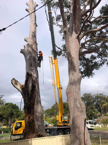 Blacktown Tree Removal Services Group in Blacktown