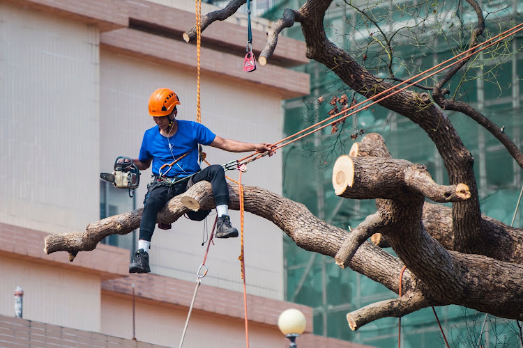 Blacktown Tree Services Pty Ltd in Blacktown