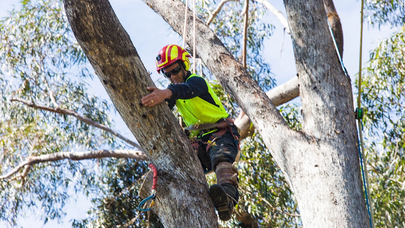 Bohmer's Tree Care in Wollongong
