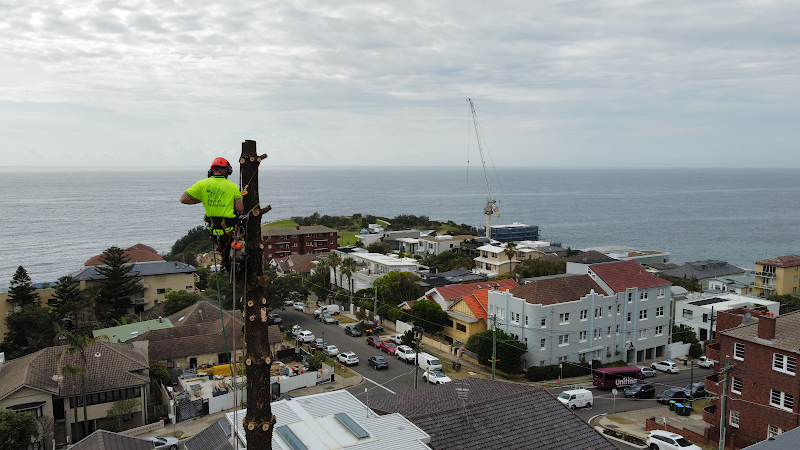 Branch Out Tree Specialists in Bondi