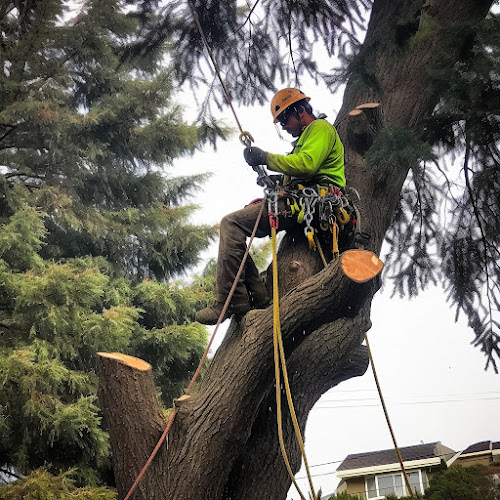 Branches Tree Service Geelong in Geelong