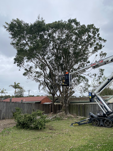 Brisbane Tree Experts in Brisbane City