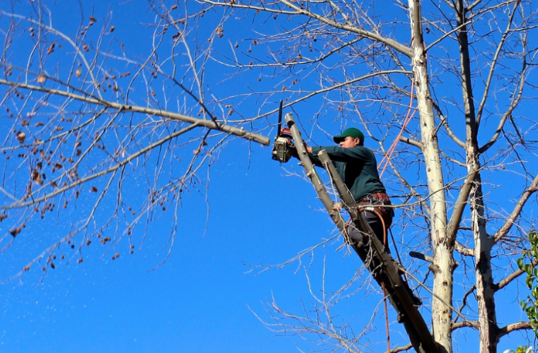 Caboolture Tree Removal North lakes in Kallangur