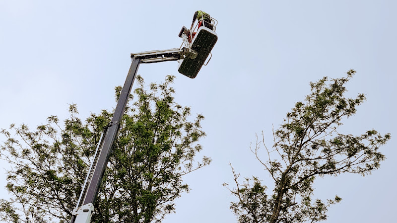 Campbell’s Tree Care in East Lismore