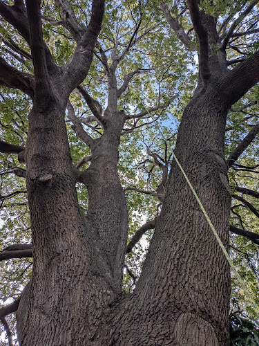 Canopy Arborist in Hobart