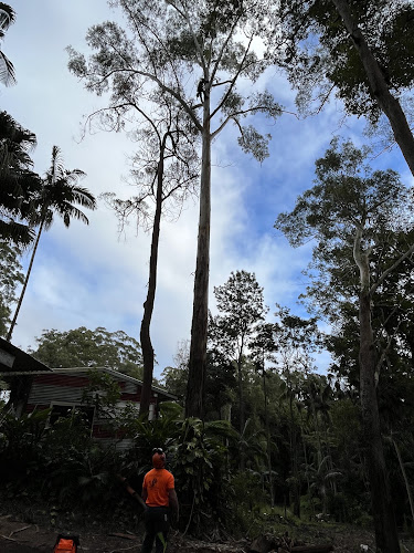 Central Tree Services Sunshine Coast in Gympie