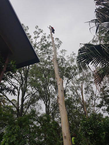 Chop & Drop Tree Services in Rochedale South