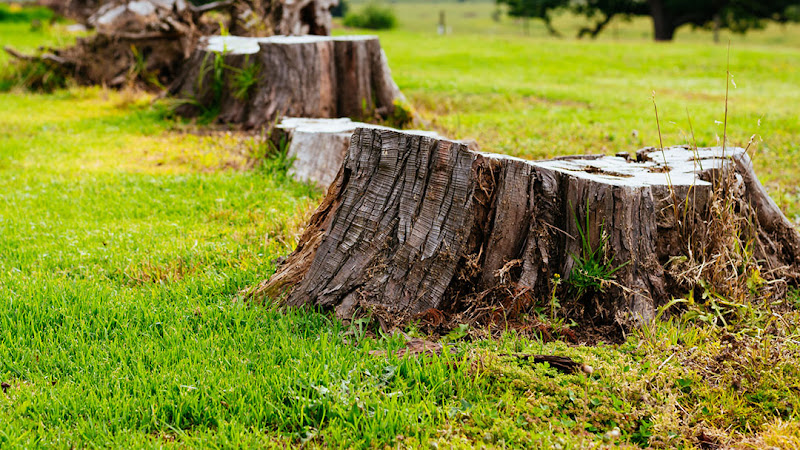 Chris' Stump Removals in Mill Park