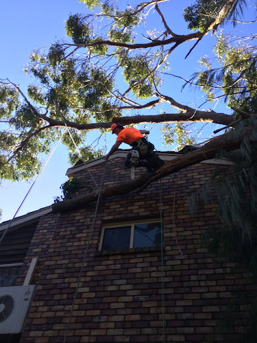 Coast Side Tree Service in Port Macquarie