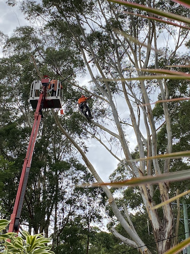 Coffs Coast Tree Services in Coffs Harbour