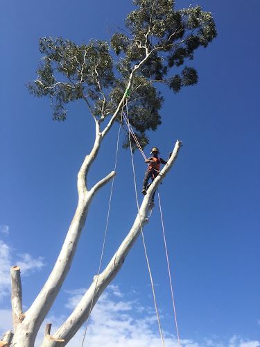 Contehs Trees Pty Ltd in Parramatta