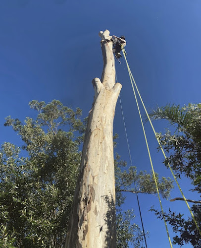 Cooney's Tree Care in Wollongong