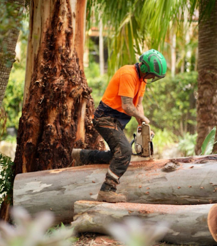 Creation Tree Services in Cleveland