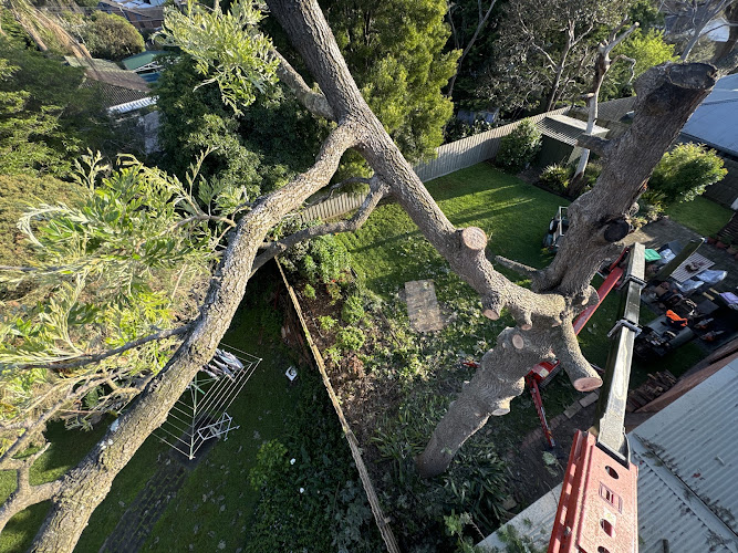 Cut It Right Tree Service in Langwarrin