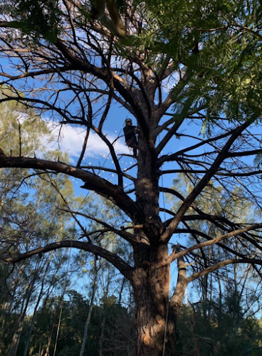 Cutting Edge Tree Care | Arborist Sutherland Shire Tree Removal in Sutherland
