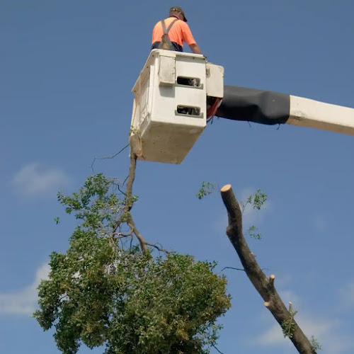 Darwin NT Tree Service in Berrimah