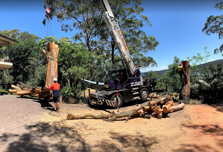 Domination Tree Specialist in Gosford