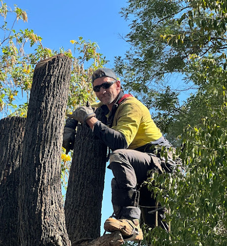Dr Mick tree surgeon in Midland