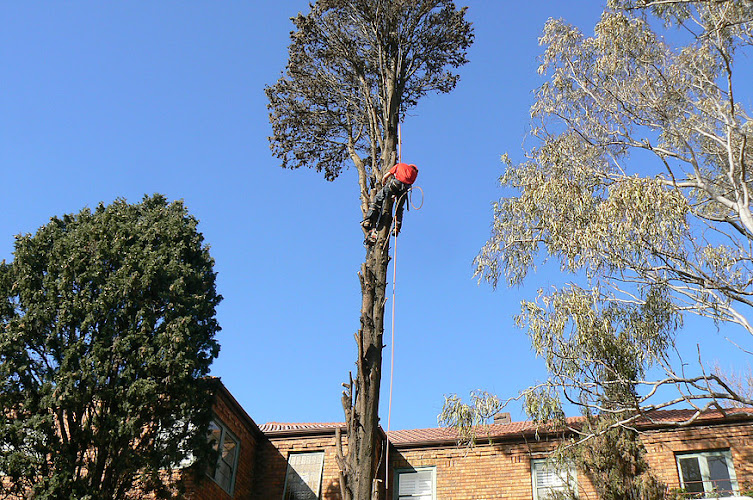 Dr Tree Good in Bondi Junction