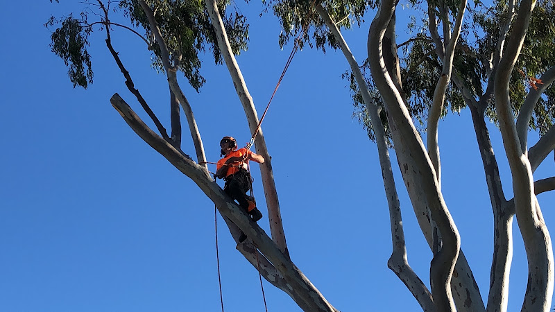 East Brisbane Tree Lopping in Brisbane