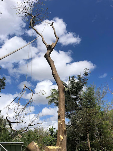 Eastern Suburbs Tree Services & Removal in Sydney