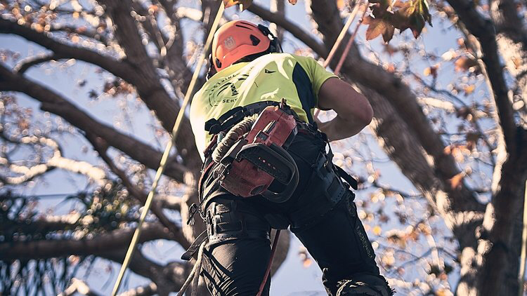Eastside Tree Services in Sydney