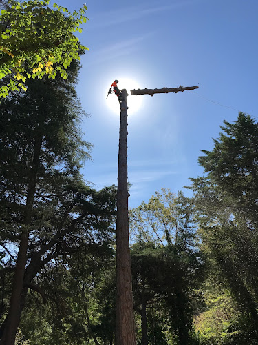 Embark Tree Services in Adelaide
