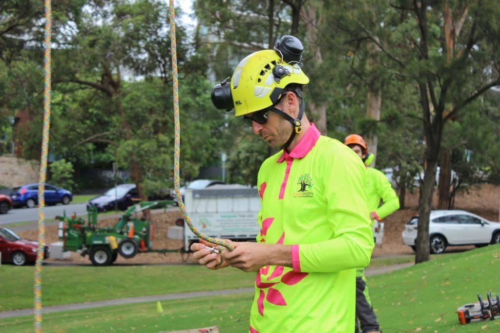 Evergreen Tree Care in Brisbane