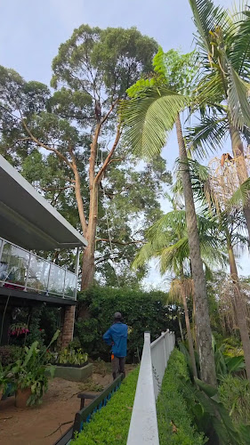Evergreen Tree Maintenance in Merrylands