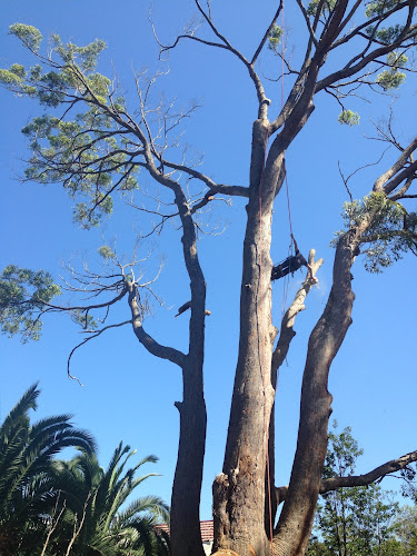 Evolution Tree Service in Blacktown